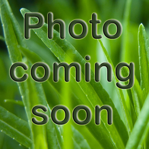 green leaf coming soon1